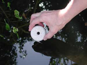 cara membunuh telur larva nyamuk